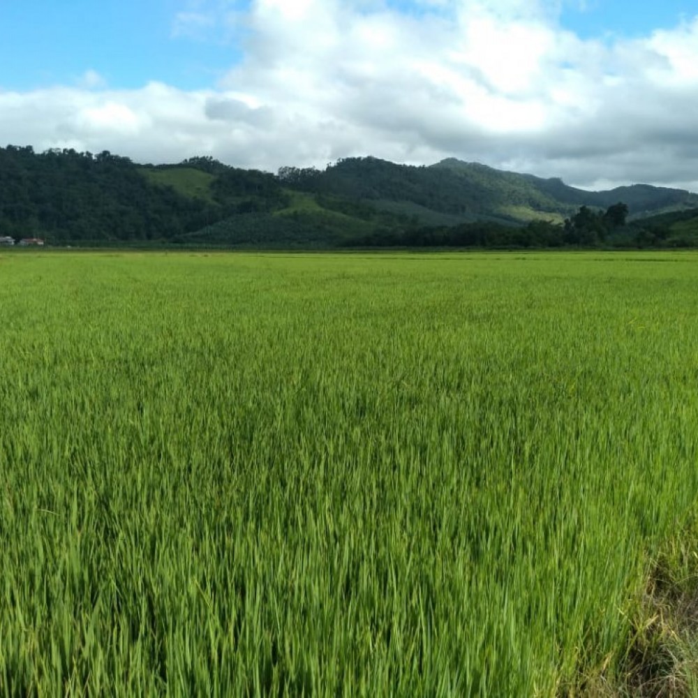 Chcara em Massaranduba