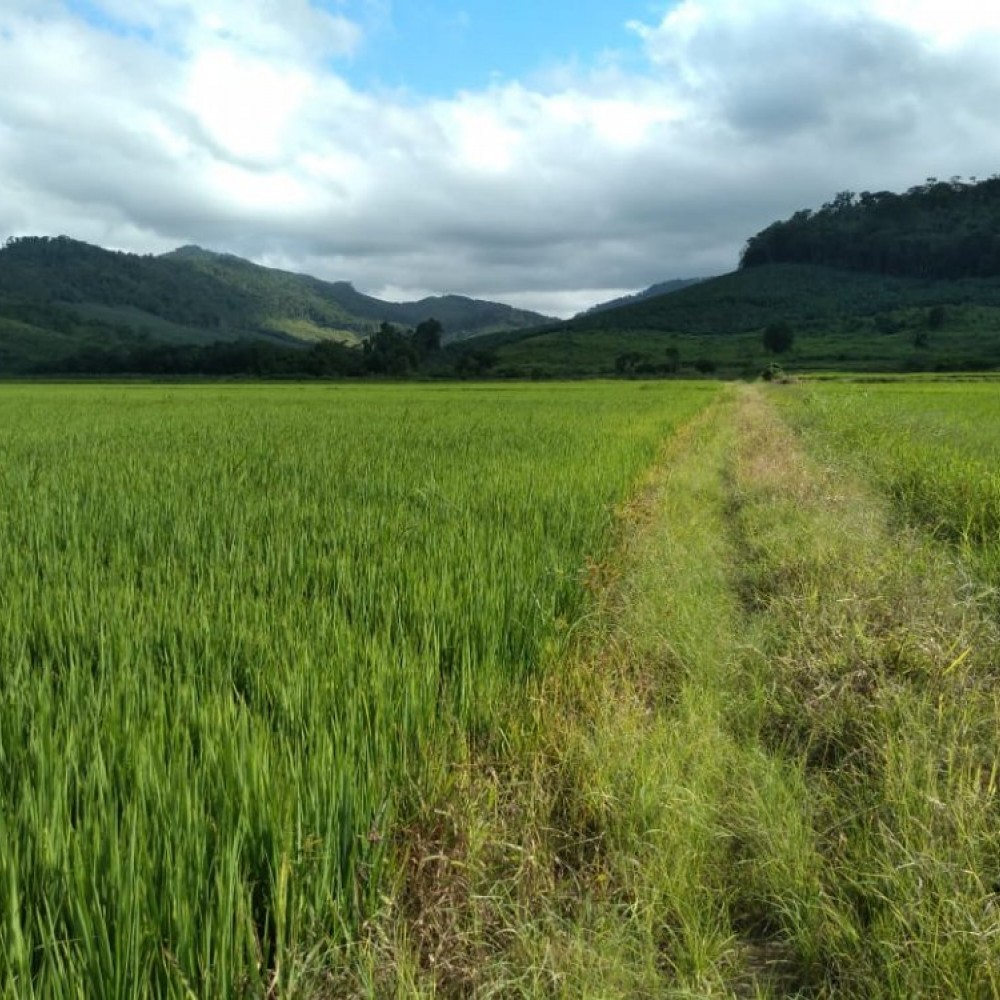 Chcara em Massaranduba