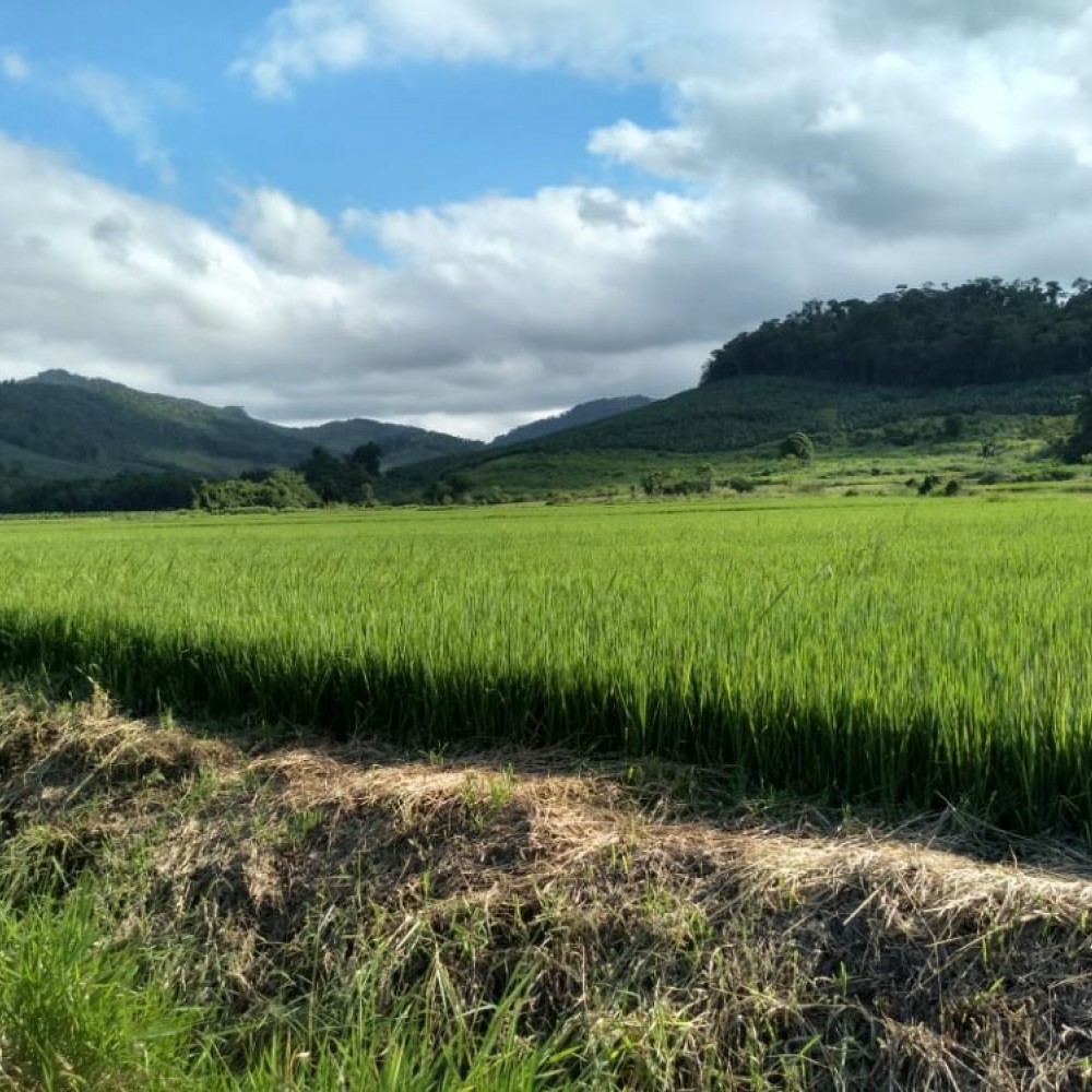 Chcara em Massaranduba